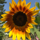 sunflower-smile