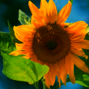 sunflowerautochrome