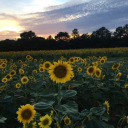 sunflowerfarmresale