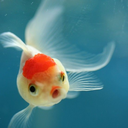 sunflowerfish