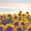 sunflowerforlife
