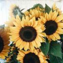 sunflowergi13