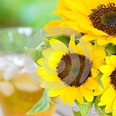 sunflowers-and-iced-tea