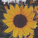 sunflowersare-yellow