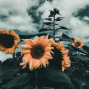 sunflowersndsunrise