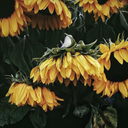 sunnythesunflower-blog1