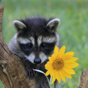 sunshine-n-raccoons