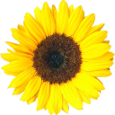 sunssflower