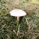 sussex-mushroom-hunters