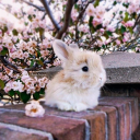 sweetest-honey-bunny