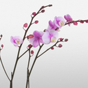 sweetorchids-blog-blog