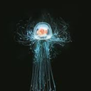 t-dohrnii-jellyfish-blr-blog