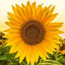 tazmily-sunflowers