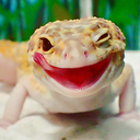 the-awesome-gecko