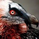the-bone-eating-vulture
