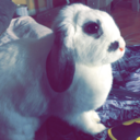 the-bunny-chibi