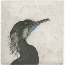 the-cormorant