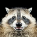 the-fat-raccoon