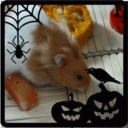 the-halloween-hamster