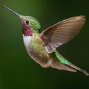 the-hummingbirds-nest