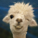 the-jjolly-llama