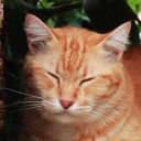 the-orange-tabby-cat