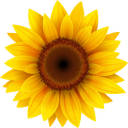 the-purpose-of-sunflowers