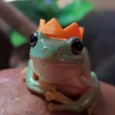 the-queen-of-frogs