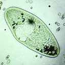 the-rad-paramecium