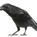 the-ranting-ravens-lair