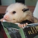 the-reading-opossum