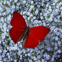 the-red-butterfly