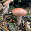the-sentient-mushroom