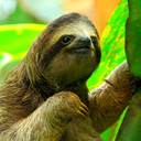 the-sloth-king