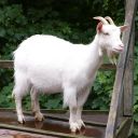 the-stoic-goat