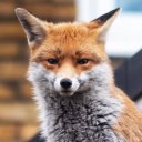 the-thief-called-fox