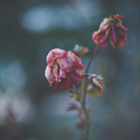 the-wilted-flowers-blog