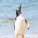 theatrical-penguin