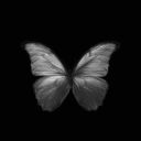 thebutterfly0