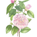 thecamelliajaponica