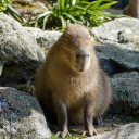 thecapybara526