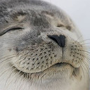 thedailyseal