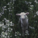 theesacrificial-lamb