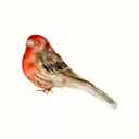 thehousefinch