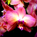 theorchid