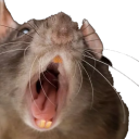 there-is-a-rat-among-us