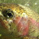 thetrout