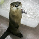 thewinterotter