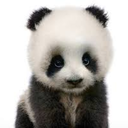 too-destiny-panda