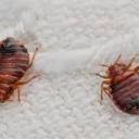 top-bed-bug-treatment